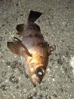 メバルの釣果