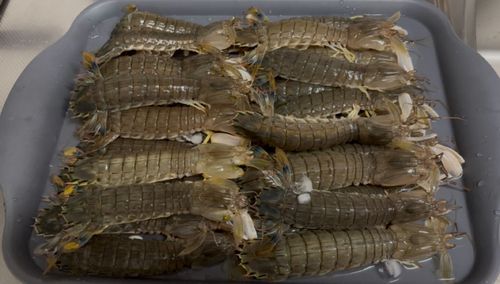 シャコエビの釣果