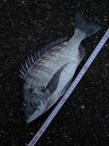 クロダイの釣果