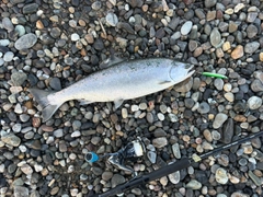 サクラマスの釣果