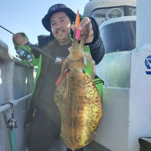 アオリイカの釣果