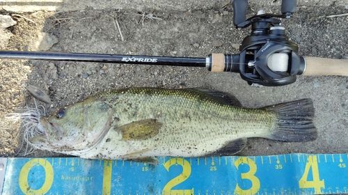 ブラックバスの釣果