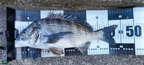 チヌの釣果