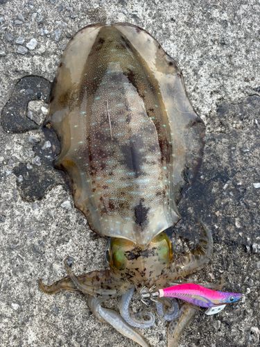 アオリイカの釣果