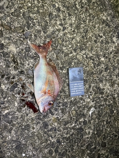 タイの釣果