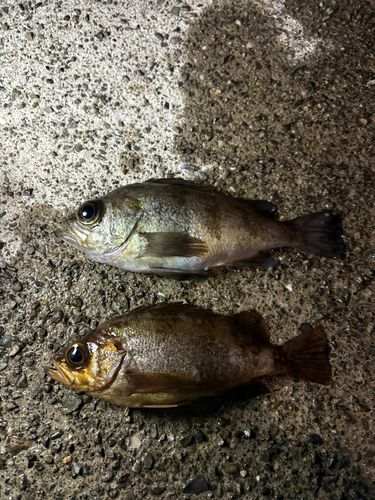 メバルの釣果