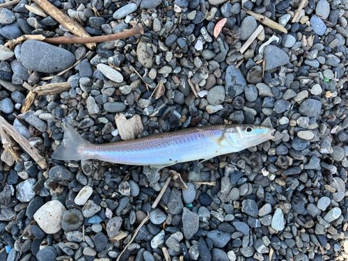 シロギスの釣果