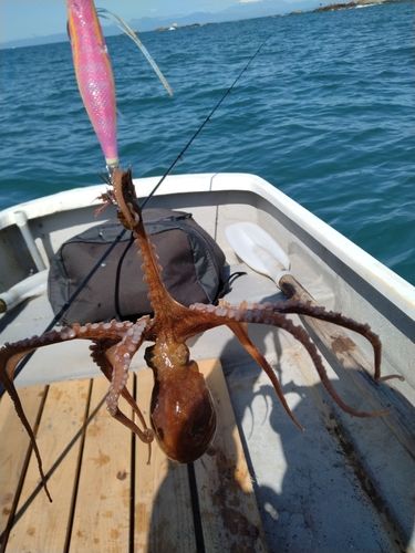 タコの釣果
