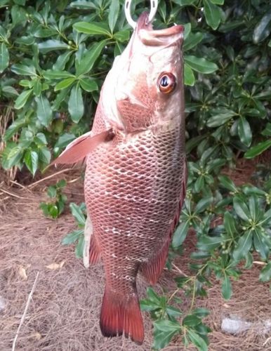 マングローブジャックの釣果