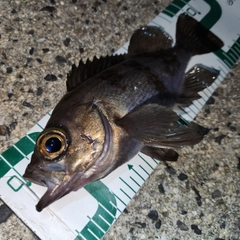 メバルの釣果