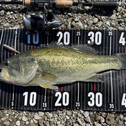 ラージマウスバス