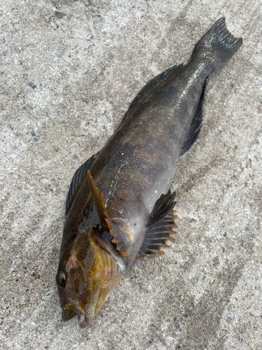 アイナメの釣果