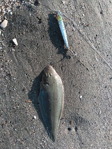シタビラメの釣果