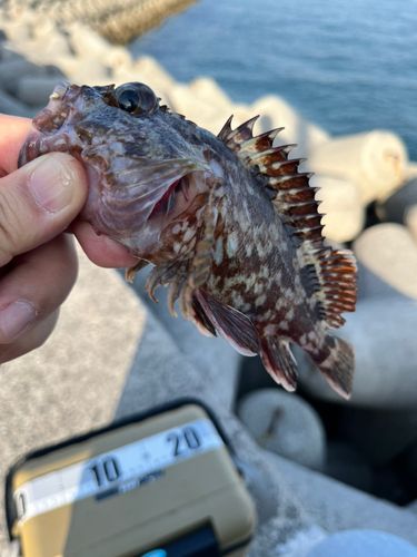 ガシラの釣果