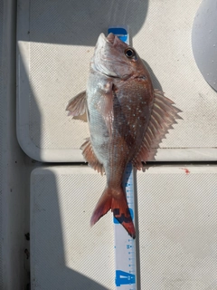 マダイの釣果