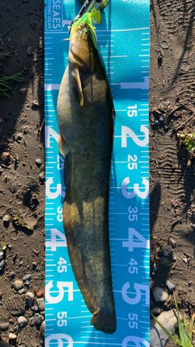 ナマズの釣果