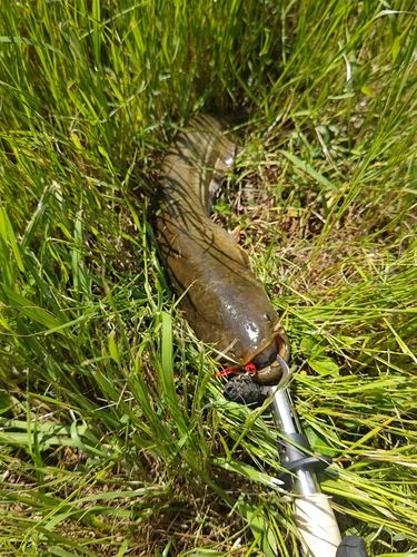 ナマズの釣果