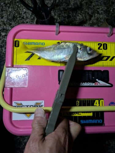 マアジの釣果
