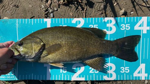 スモールマウスバスの釣果