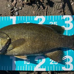 スモールマウスバス