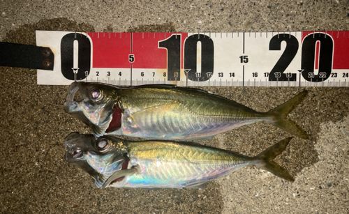 マアジの釣果