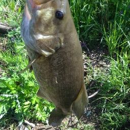 スモールマウスバス