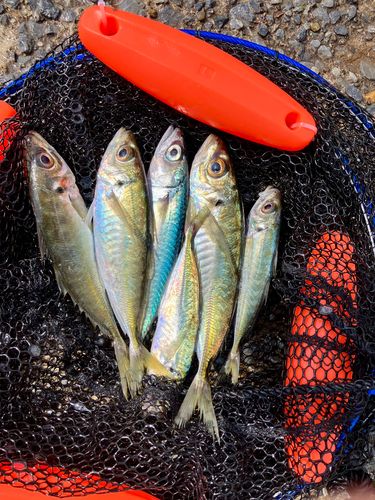 アジの釣果