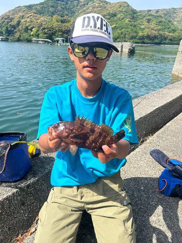 キジハタの釣果