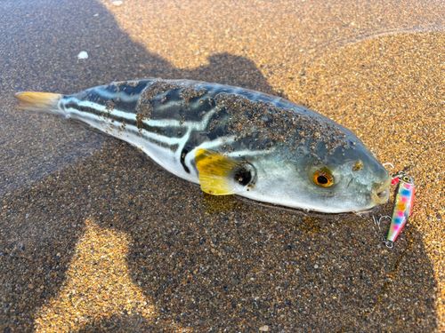 シマフグの釣果