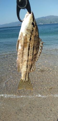 シマイサキの釣果