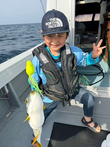 シマフグの釣果