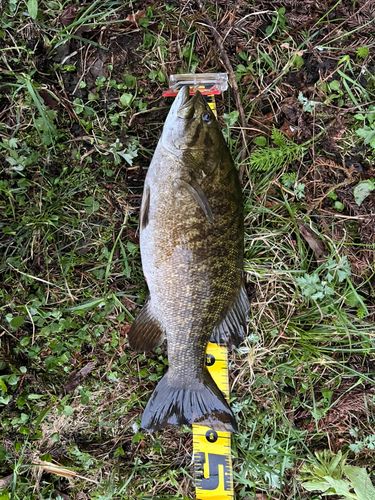 スモールマウスバスの釣果