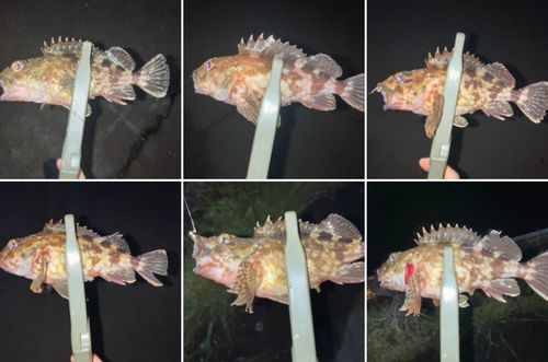 カサゴの釣果