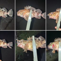 カサゴ