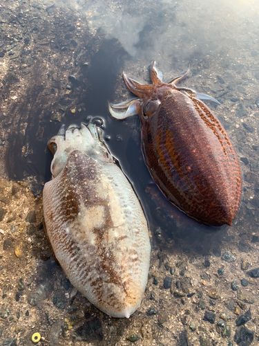 コウイカの釣果