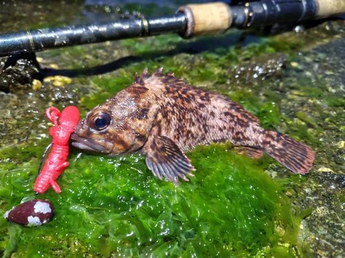 オウゴンムラソイの釣果