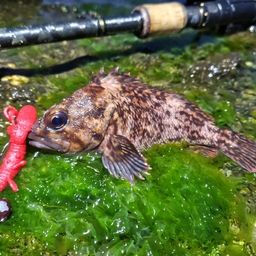 オウゴンムラソイ