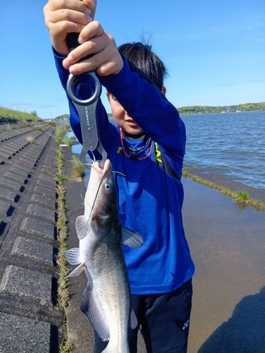 アメリカンキャットフィッシュの釣果
