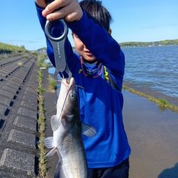 アメリカンキャットフィッシュ