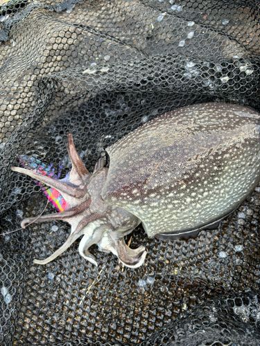 シリヤケイカの釣果