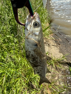 ボラの釣果