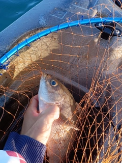 イサキの釣果
