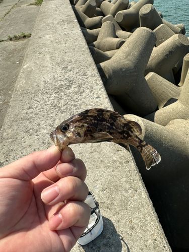 ソイの釣果
