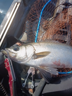 ヒラスズキの釣果