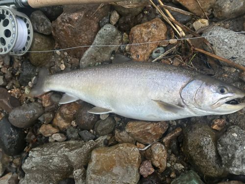 イワナの釣果