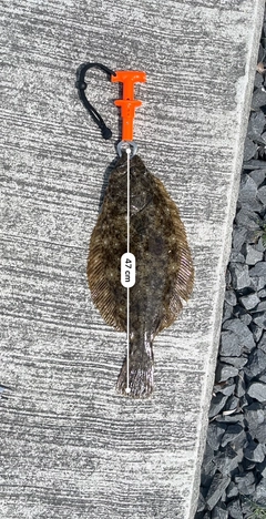 コノシロの釣果