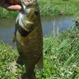 スモールマウスバス