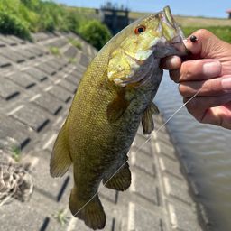 スモールマウスバス