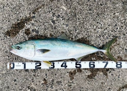 ブリの釣果