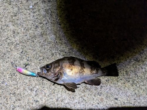 メバルの釣果